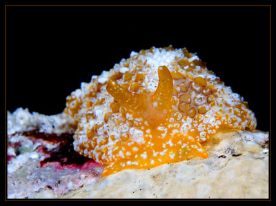 2 long unidentified nudibranch