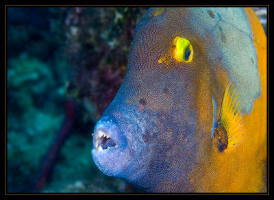 Whitespotted Filefish