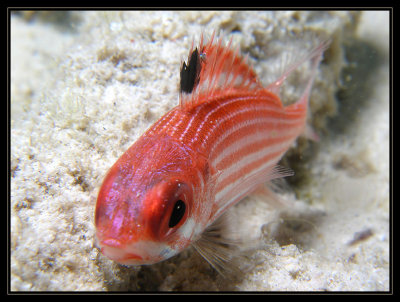 Reef Squirrelfish