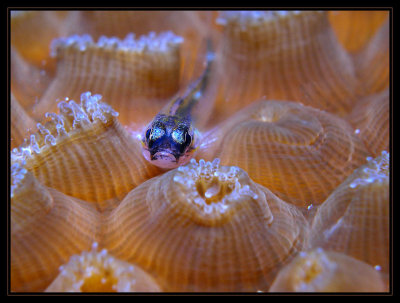 Goby with Polyps