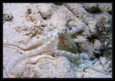 Atlantic Longarm Octopus