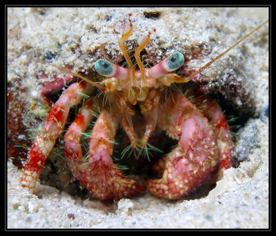 Stareye Hermit Crab