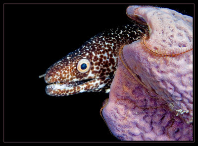 Spotted Moray Eel and Purple Tube Sponge