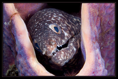 ted Moray Eel and Purple Tube Sponge