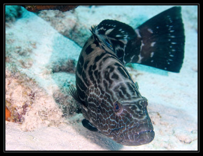 Tiger Grouper