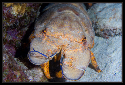 Spanish Slipper Lobster