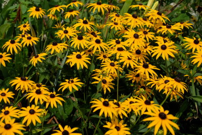 DSCG2540.jpg