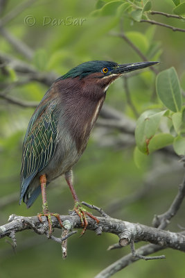 Les oiseaux de la Floride - Birds of Florida 2013