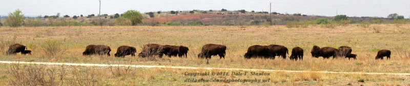 Buffalo Herd - IMG_5657.JPG