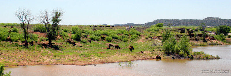TX State Bison Herd - IMG_5950.JPG