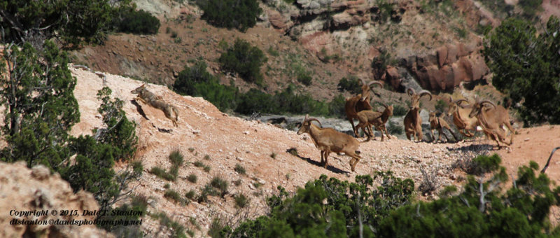 Chased by Aoudad Sheep - IMG_7782.JPG