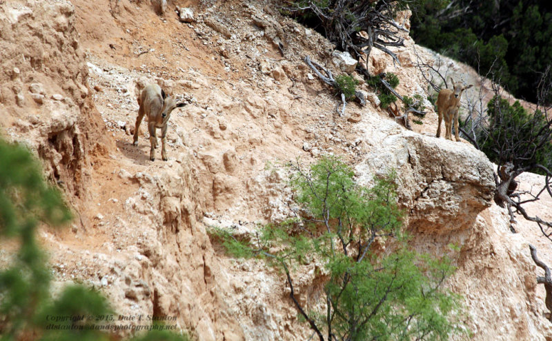 Aoudad Kids - IMG_8169.JPG