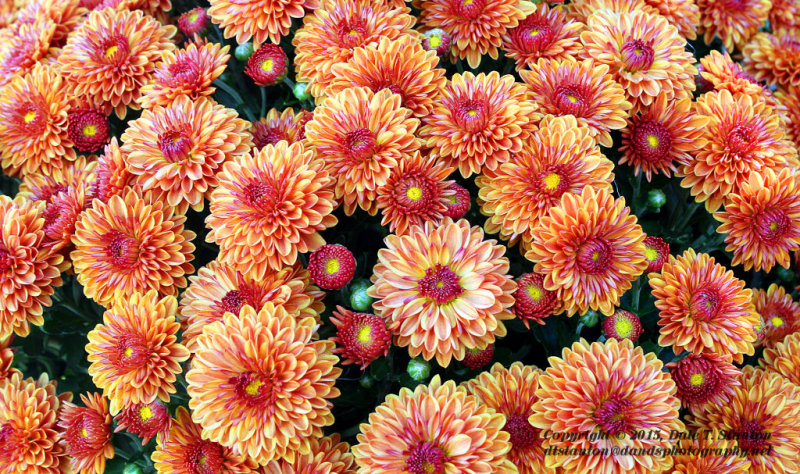 Chrysanthemums - IMG_9589.JPG