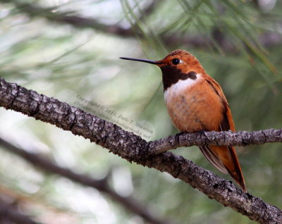 Rufous Hummingbird - IMG_0611.JPG