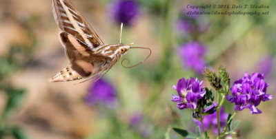Hummingbird Moth - IMG_1325.JPG