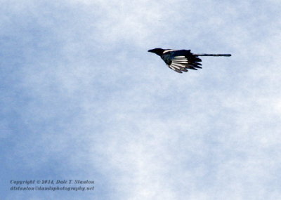 Magpie - IMG_1305.JPG