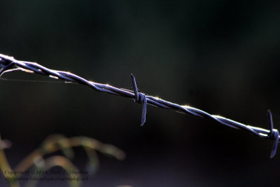 Barbed Wire - IMG_1461.JPG