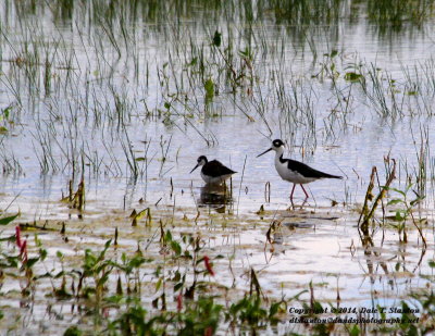 Black Necked Stilt - IMG_1837.JPG