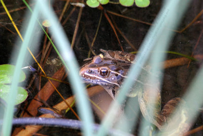 Leopard Frog - IMG_9724.JPG