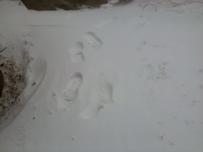 Footprints.jpeg