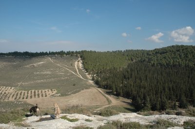 Tzor'a Forest Near Jerusalem