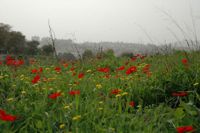 A View on Beit Shemesh