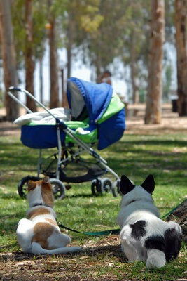 Dogs