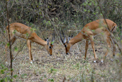 Lake Manyara - Tanzanya