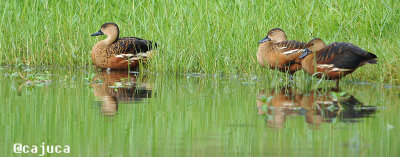 Wandering Whistling Duck (Dendrocygna arcuata)
