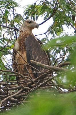 White Bellied Sea Eagle, juvenile