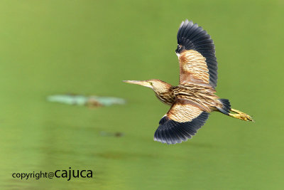 Yellow Bittern (Ixobrychus sinensis)