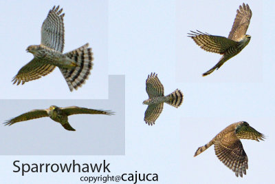 Japanese Sparrowhawk ( Accipiter gularis )