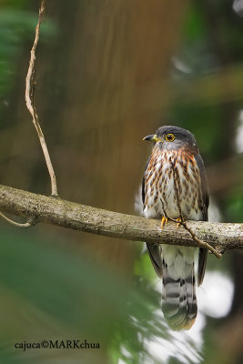 adult Malaysian hawk Cuckoo.jpg