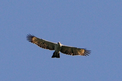 DSC_0003.JPG