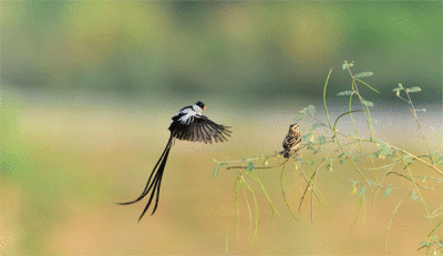 Pin-tailed-whydah.gif