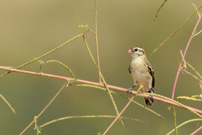 Pin-tailed Whydah, Female