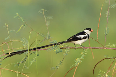 Pin-tailed Whydah, Male