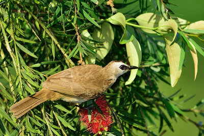 Yellow vented Bulbul