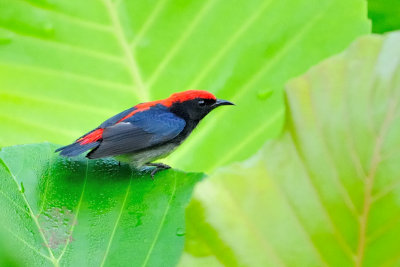 Scarlet-backed flowerpecker ( Dicaeum cruentatum )