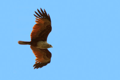 Brahminy Kite ( Haliastur indus )