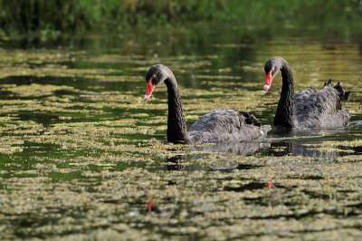 Black Swan ( Cygnus atratus )