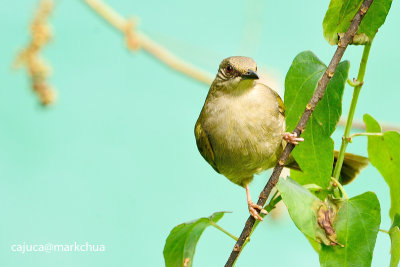 Olive-winged Bulbul ( Pycnonotus plumosus )