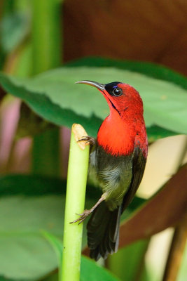 Crimson Sunbird ( Aethopyga siparaja )