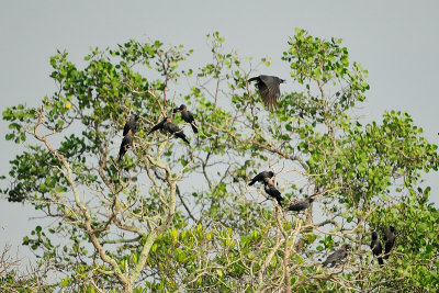House Crow ( Corvus splendens )
