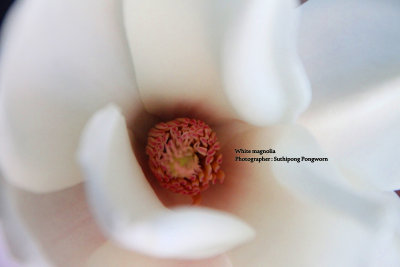 white magnolia in South Korea