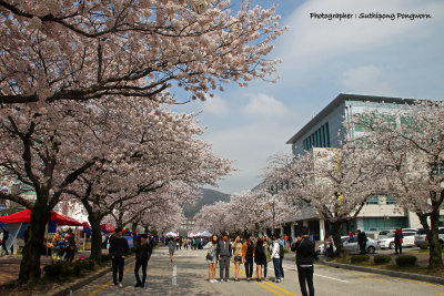 Blossom time in Mokpo National University, South Korea