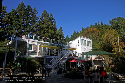 Coffe shop in Boseong's Green Tea Fields