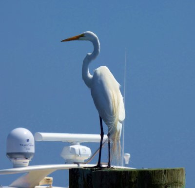 P1010625_2.jpg_Beaufort, North Carolina