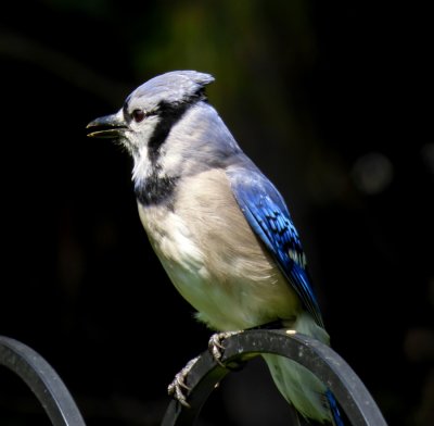 P1020319_2.jpg_Blue Jay