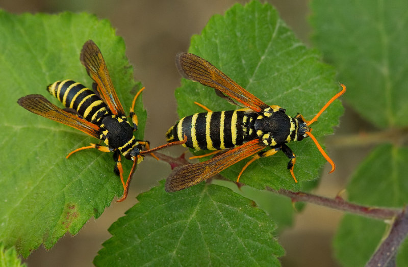 Paranthrene diaphana